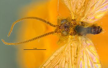 Media type: image;   Entomology 11921 Aspect: habitus dorsal view